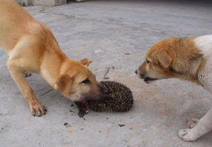 狗主人在院子里与狗狗互动
