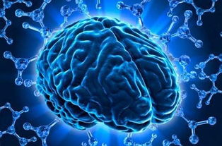 大脑受到压力影响的示意图