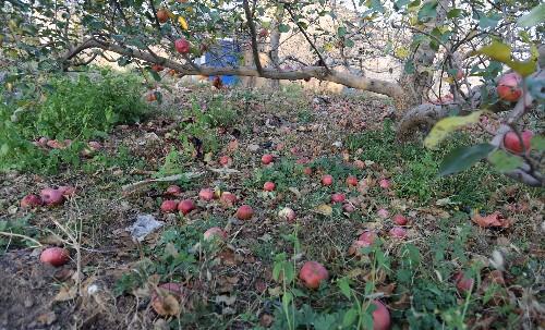 海南果园里的红妃木瓜