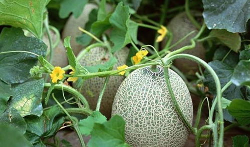 切片西瓜与哈密瓜摆盘