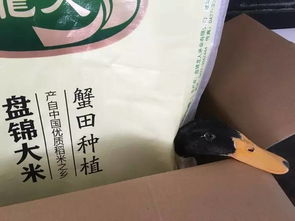 公司端午节奇葩礼物合集图片