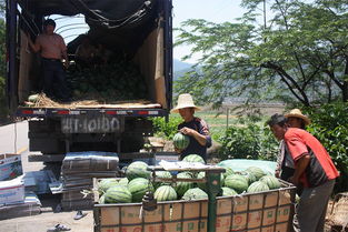 西瓜滞销被扔鱼塘，镇政府回应：极个别行为？瓜农的辛酸谁来听？