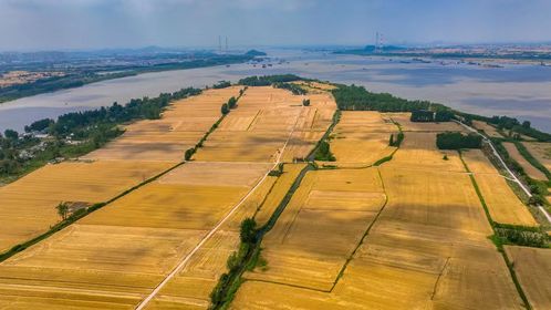 安徽当涂县江心乡的麦田