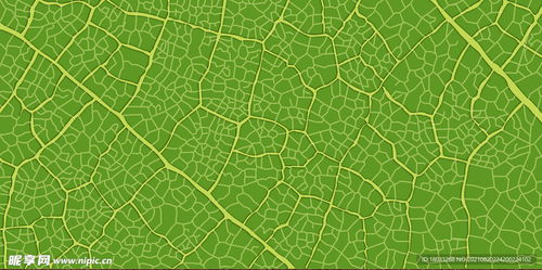 小黑盒拍摄的树叶纹理