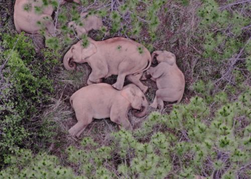 市民为街头母鹿提供食物和水