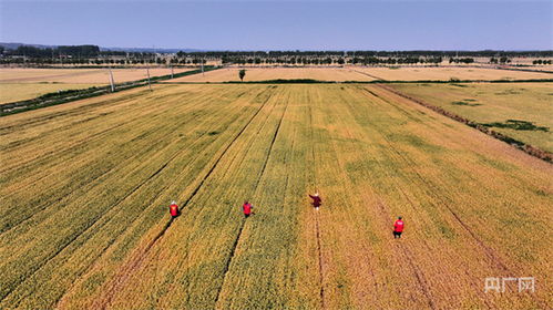 莫迪的梦想不只是口号：让印度食品走进世界每个家庭