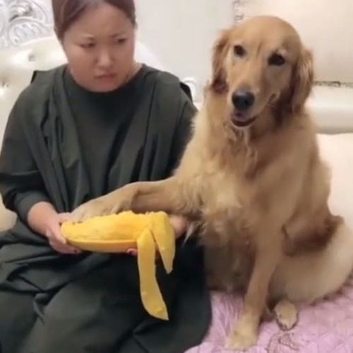 一只金毛狗安静地趴在主人脚边