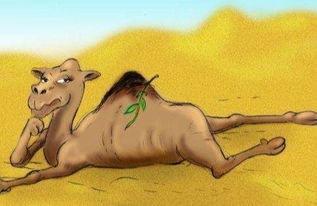 夕阳下老黄牛与老人并肩站立