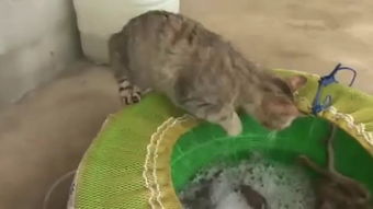 当“章鱼哥”坐上了被子：一场突如其来的温暖邂逅