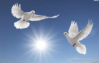 一只信鸽飞向远方的天空