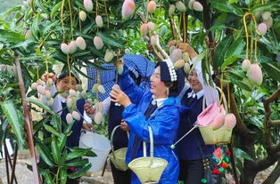 热带水果节游客采摘芒果