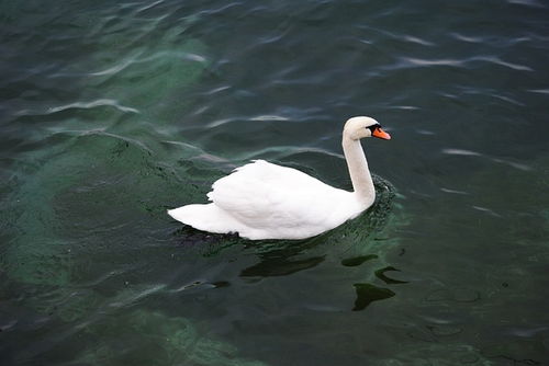 我亲眼目睹天鹅情变全过程，母鹅抑郁离群，专家也束手无策
