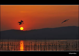 夕阳下的天鹅孤独飞翔