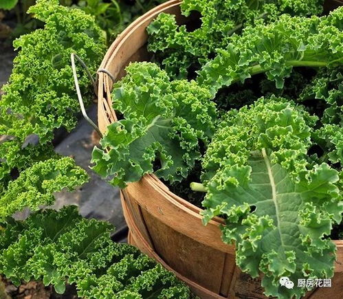 市民在绿化带前拍摄羽衣甘蓝