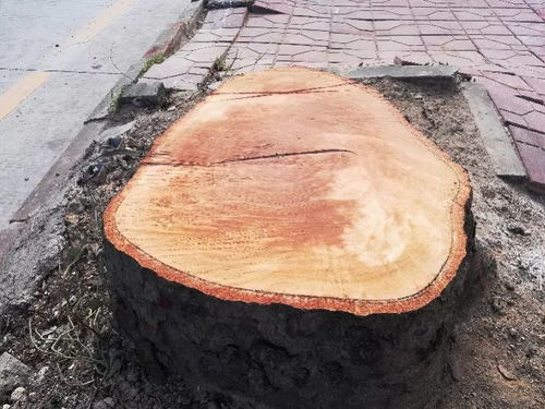 被砍伐的香樟树只剩树桩