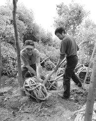 8旬老人砍香樟树引热议：是“修剪”还是“毁绿”？