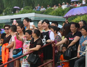 沱江边人群围观抢鸭子活动