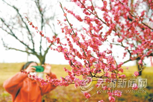 大连梅花鹿频繁出没，撞车、伤人事件频发引热议