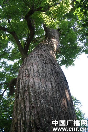 树干与手写文本
