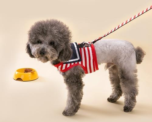 宠物梳刷和牵引绳特写图