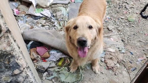 一只狗撬动2200万美元的生意？我用宠物梳刷做跨境电商，3年打造全球品牌！