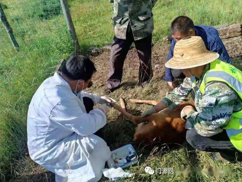 野生动物保护人员在救助受伤梅花鹿