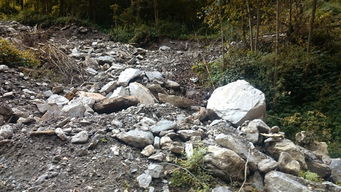 怒江边的浮木堆积