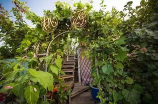 老人在空中花园中修剪植物