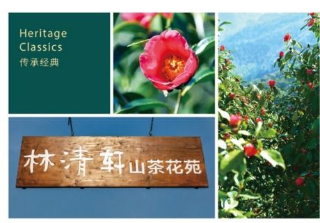 林清轩云南山茶花种植基地