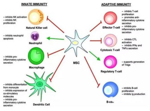 揭秘癌症治疗新突破：线粒体含量如何影响免疫疗法效果？