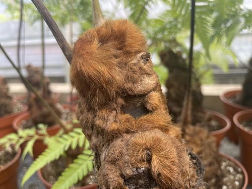 重庆田野公司7.3吨穿山甲制品案：下游药企&ldquo;免刑不起诉&rdquo;背后，隐藏了什么？