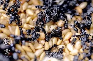 飞蚂蚁也能吃出事？云南女子高蛋白过敏亲身经历曝光