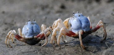 住在海边真香！一涨潮，螃蟹鱿鱼自己送上门？