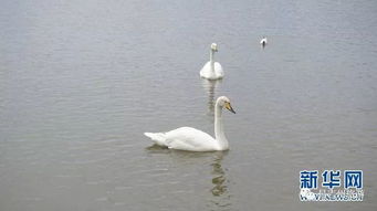 公天鹅有新欢？母天鹅脱群郁郁寡欢，网友集体破防！