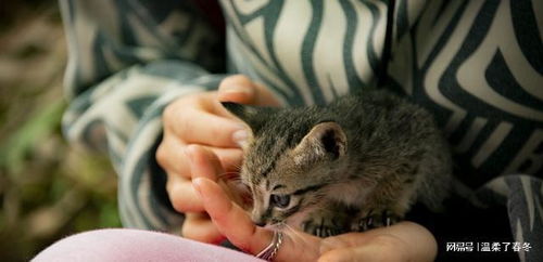 女孩蹲下安抚流浪猫