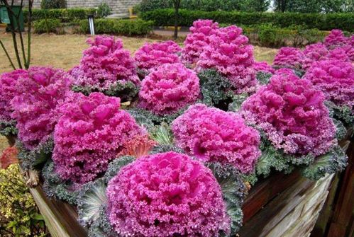 羽衣甘蓝与城市街道绿化的结合