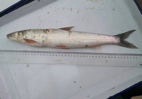 男子钓到一条大鱼 仔细一看后放生｜湘江惊现‘白条’竟是重点保护动物？