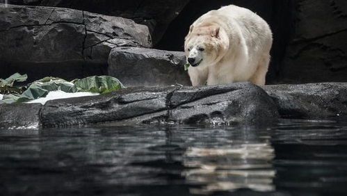 北极熊吃粽子？大青山动物园端午奇景，饲养员现场包蒸太有爱！