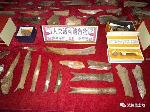 旧石器时代晚期的石器工具对比图