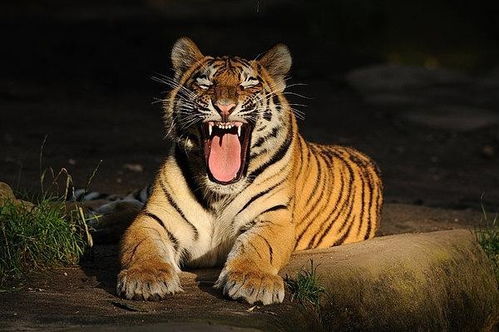 男子被老虎咬伤送医治疗