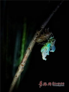 金蝉脱壳重生象征轮回转世