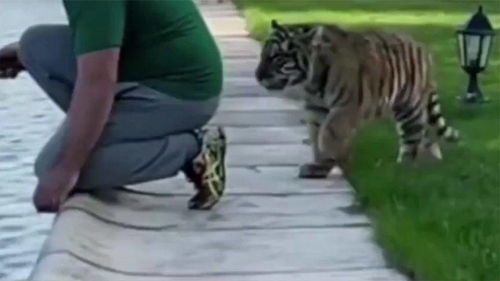 惊险一幕！印度男子泰国景区摸老虎屁股遭扑咬，网友：作死现场