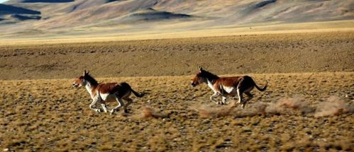 摄影师在拍摄红色精灵闪电