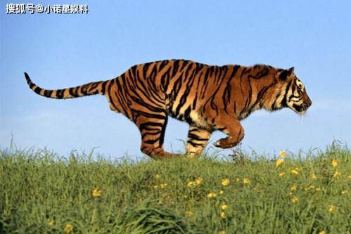 老虎在景区内安静休息