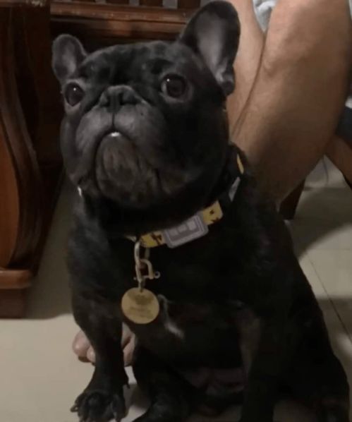 暂停800次才看清的狗，我在抖音上被它萌翻了！