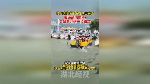 昆明滇池惊现群鱼跃水奇观，背后真相让人意想不到！