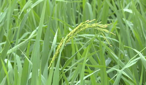 端午节，在田间劳动——我的一次别样节日体验