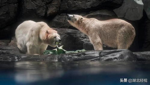 游客围观北极熊吃粽子