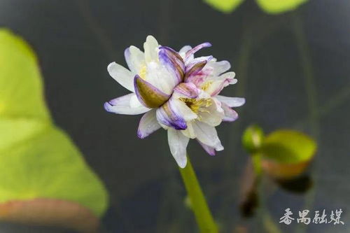 端午节广州一景区惊现7个莲花奇观，网友：这是天赐的祥瑞？