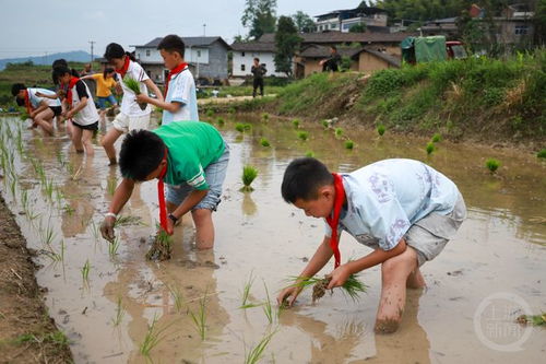 学生在田间插秧
